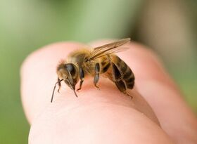včelie bodnutie na zväčšenie penisu